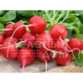 Семена редиса Шахри / Shahri,25-30 дней купить оптом и в розницу в Украине по выгодной цене