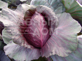 Насіння капусти червоноголової Калібос / Kalibos,105-110 днів купити оптом і в роздріб в Україні за вигідною ціною