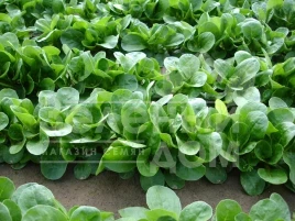 Семена салата Акцент / Accent купить оптом и в розницу в Украине по выгодной цене