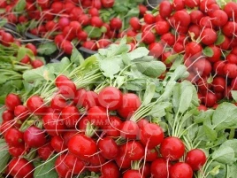 Семена редиса Эскала F1 / Eskala F1,20-25 дней купить оптом и в розницу в Украине по выгодной цене
