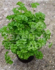 Семена петрушки Вега / Vega,60-70 дней купить оптом и в розницу в Украине по выгодной цене