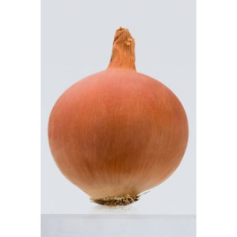 Цибуля ріпчаста Леоне / Leone, 115 -120 днів купити оптом і в роздріб в Україні за вигідною ціною