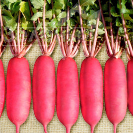 Насіння редьки Шай F1 / Shy F1,60 днів купити оптом і в роздріб в Україні за вигідною ціною