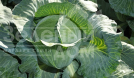 Насіння капусти білокачанної Продікус F1 / Prodicus F1, 125-130 днів  купити оптом і в роздріб в Україні за вигідною ціною