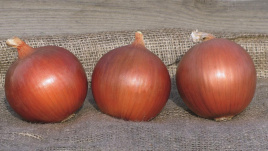 Цибуля ріпчаста Сонома F1 / Sonoma F1,115-120 днів купити оптом і в роздріб в Україні за вигідною ціною