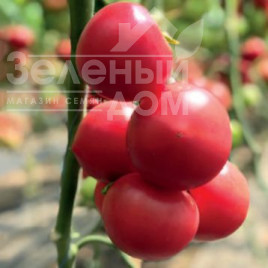 Насіння томатів 2676  F1 / 2676 F1 купити оптом і в роздріб в Україні за вигідною ціною