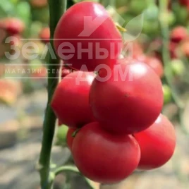 Насіння томату 2676  F1 / 2676 F1 купити оптом і в роздріб в Україні за вигідною ціною