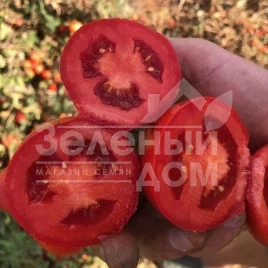 Семена томатов 2123 F1 / 2123 F1,110-115 дней купить оптом и в розницу в Украине по выгодной цене