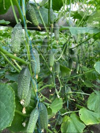 Насіння огірків Амеріго F1 / Amerigo F1, 48-50 днів купити оптом і в роздріб в Україні за вигідною ціною