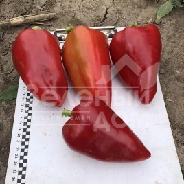 Семена сладкого перца Кольт F1 / Kolt F1,50-55 дней  купить оптом и в розницу в Украине по выгодной цене