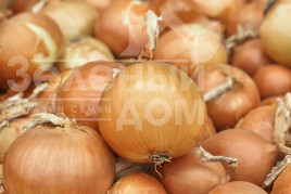 Цибуля ріпчаста Боско F1 / Bosko F1,120-125 днів купити оптом і в роздріб в Україні за вигідною ціною