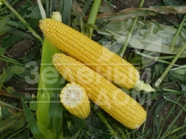Семена кукурузы Уокер F1 / Woker F1,73-74 дня купить оптом и в розницу в Украине по выгодной цене