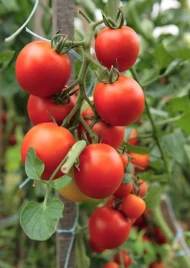 Семена томатов Торнадо F1 / Tornado F1,90-100 дней купить оптом и в розницу в Украине по выгодной цене