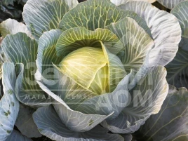 Семена капусты белокочанной Киластор F1 / Kilastor F1,130-135 дней купить оптом и в розницу в Украине по выгодной цене