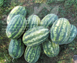 Насіння кавуна ЛС 1667 F1 / LS 1667 F1,62-65 днів купити оптом і в роздріб в Україні за вигідною ціною
