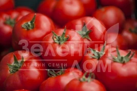 Семена томатов Бодерин F1 / Boderin F1,58-60 дней купить оптом и в розницу в Украине по выгодной цене