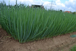 Цибуля на перо Леон F1 (TS 18-5714) / Leon F1 (TS 18-5714) купити оптом і в роздріб в Україні за вигідною ціною