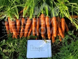 Морковь Полидор F1 / Polidor F1, 120-125 дней купить оптом и в розницу в Украине по выгодной цене