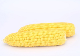 Насіння кукурудзи Баха F1 / Baha F1,70-74 дні купити оптом і в роздріб в Україні за вигідною ціною