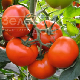 Насіння томатів Бехрам F1 / Bekhram F1,95-100 днів купити оптом і в роздріб в Україні за вигідною ціною