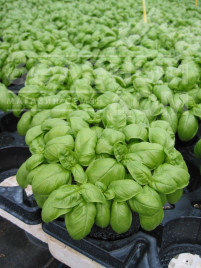 Базилік Емілі / Emili купити оптом і в роздріб в Україні за вигідною ціною