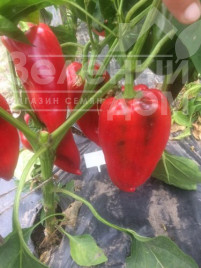 Насіння солодкого перцю Слон F1 / Elephant F1, 60 днів купити оптом і в роздріб в Україні за вигідною ціною