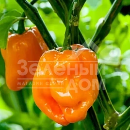 Семена горького перца 6001 F1 / 6001 F1, 60 дней купить оптом и в розницу в Украине по выгодной цене