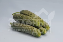 Семена огурцов Везунчик F1 / Vezunchik F1,40-45 дней купить оптом и в розницу в Украине по выгодной цене