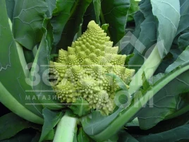 Семена капусты романеско Вероника F1 / Veronica F1,85 дней купить оптом и в розницу в Украине по выгодной цене