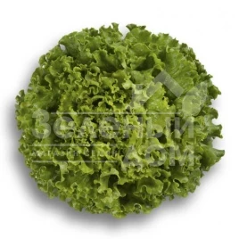 Семена салата ИСИ 45304 / ISI 45304 купить оптом и в розницу в Украине по выгодной цене