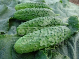 Семена огурцов Корвета F1 / Korveta F1 купить оптом и в розницу в Украине по выгодной цене