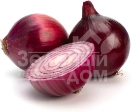 Лук репчатый Ред Рок F1 / Red Rock F1,110 дней купить оптом и в розницу в Украине по выгодной цене