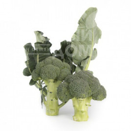 Насіння капусти броколі Ларсон F1 / Larson F1,70-80 днів купити оптом і в роздріб в Україні за вигідною ціною