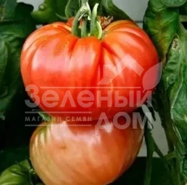 Семена томатов Роциоло F1 UG / Rociolo F1 UG,65-75 дней купить оптом и в розницу в Украине по выгодной цене