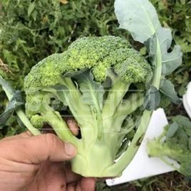 Семена капусты брокколи Легаси F1 / Legasi F1, 55 дней купить оптом и в розницу в Украине по выгодной цене