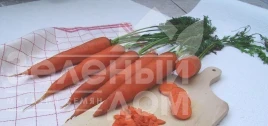 Насіння моркви Тінга / Tinga, 150 днів купити оптом і в роздріб в Україні за вигідною ціною