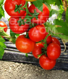 Насіння томатів Аттія F1 / Attiya F1,105 днів купити оптом і в роздріб в Україні за вигідною ціною