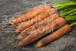Насіння моркви Ніланд F1 / Niland F1,131 день купити оптом і в роздріб в Україні за вигідною ціною