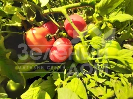 Семена томатов Пембола F1 / Pembola F1,65-70 дней купить оптом и в розницу в Украине по выгодной цене