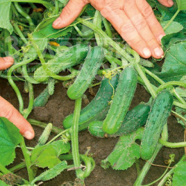 Насіння огірків Пучіні F1 / Puccini F1,45 днів купити оптом і в роздріб в Україні за вигідною ціною