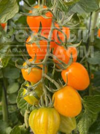 Насіння томатів Мода F1 / Fashion F1,115-120 днів купити оптом і в роздріб в Україні за вигідною ціною