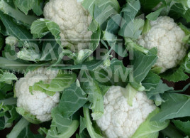 Насіння капусти цвітної Каспер F1 / Kasper F1,100 днів купити оптом і в роздріб в Україні за вигідною ціною