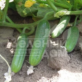 Семена огурцов Шарлота F1 / Sharlotte F1,35-40 дней купить оптом и в розницу в Украине по выгодной цене