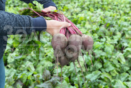 Насіння буряка Водан F1 / Wodan F1,85-90 днів купити оптом і в роздріб в Україні за вигідною ціною