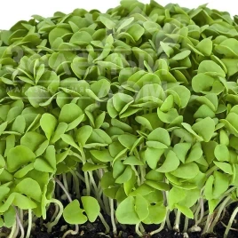 Насіння мікрогріну Мікрогрін Базилік зелений / Microgreen Basil green купити оптом і в роздріб в Україні за вигідною ціною