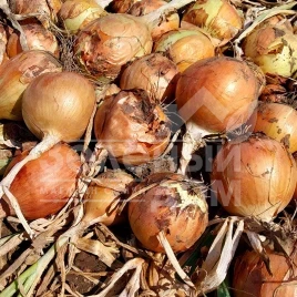 Лук репчатый Дарика F1 (ЦРХ 2386) / Daryca F1 (CRX 2386),93-95 дней купить оптом и в розницу в Украине по выгодной цене