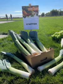 Цибуля порей Кріптон F1 / Kripton F1,95-100 днів купити оптом і в роздріб в Україні за вигідною ціною