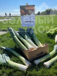 Насіння цибулі порей Кріптон F1 / Kripton F1,95-100 днів купити оптом і в роздріб в Україні за вигідною ціною