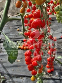 Семена томатов Мандат F1 / Mandat F1 купить оптом и в розницу в Украине по выгодной цене