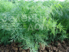 Насіння кропу Олівер / Oliver,35-40 днів купити оптом і в роздріб в Україні за вигідною ціною